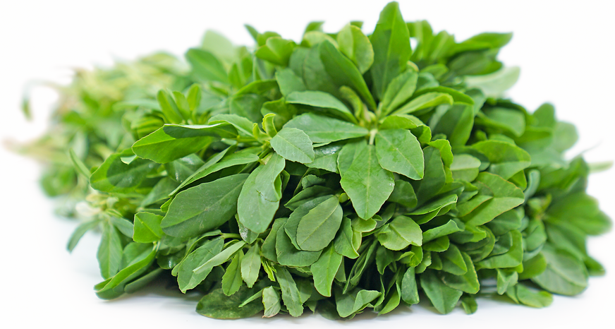 Methi Leaves