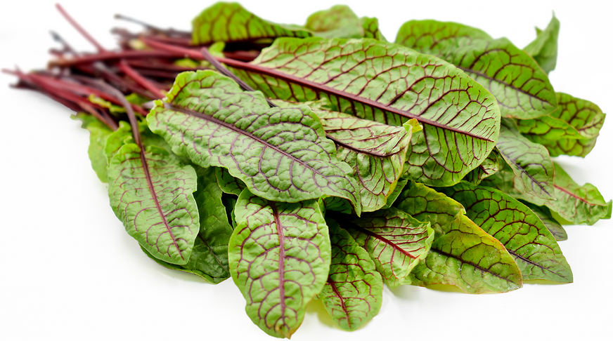 Red Sorrel Plant