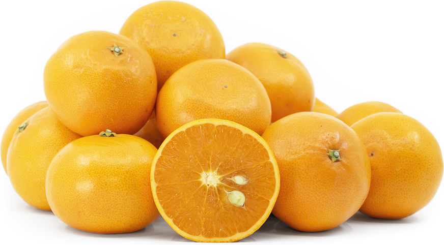Setoka Oranges picture