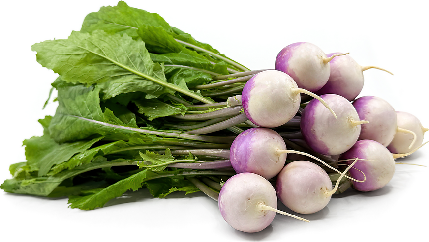 Ayame Yuki Turnips picture