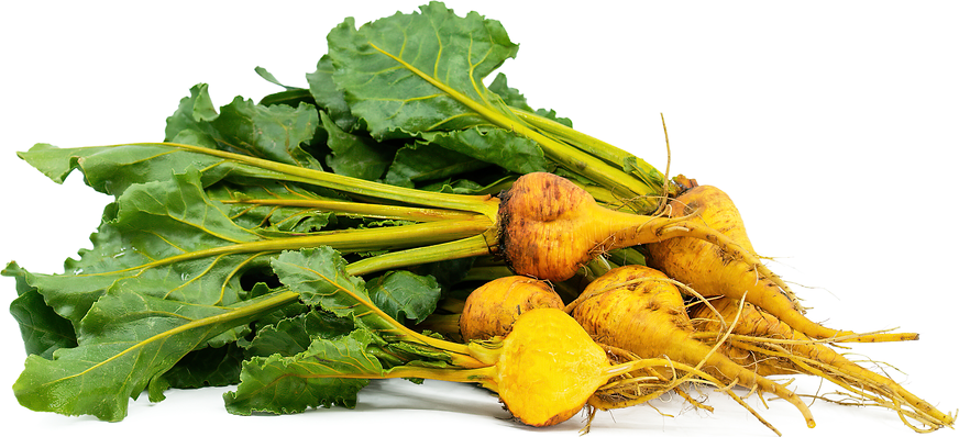 Gold Beet picture