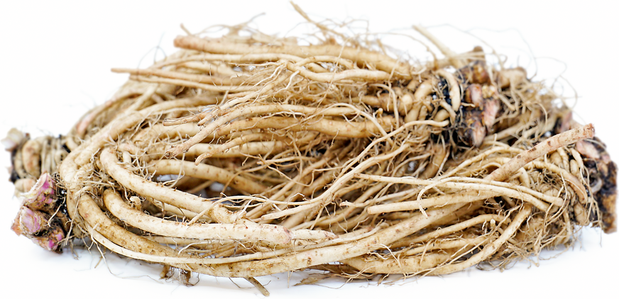 chicory-root-benefits-side-effects-and-dosage