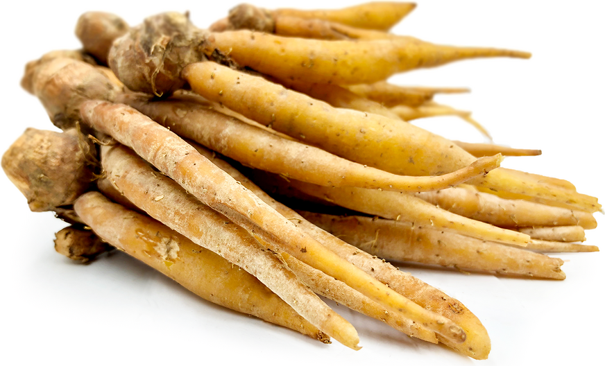 Fingerroot Ginger picture