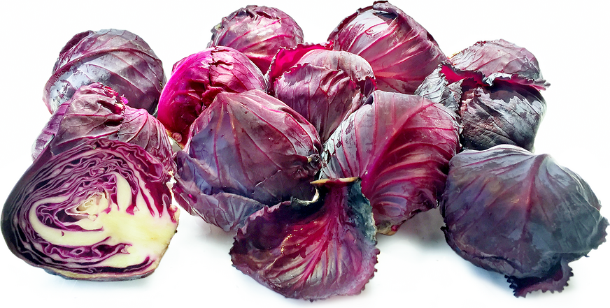 Red Baby Cabbage