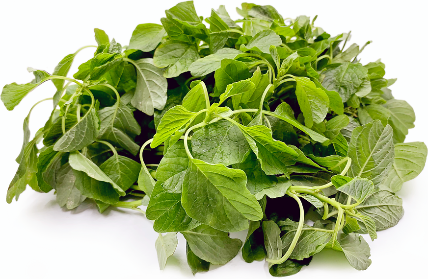 Indian Keerai Spinach Information and Facts