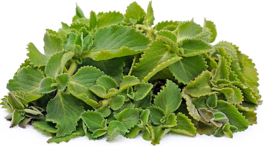 Cuban Oregano picture