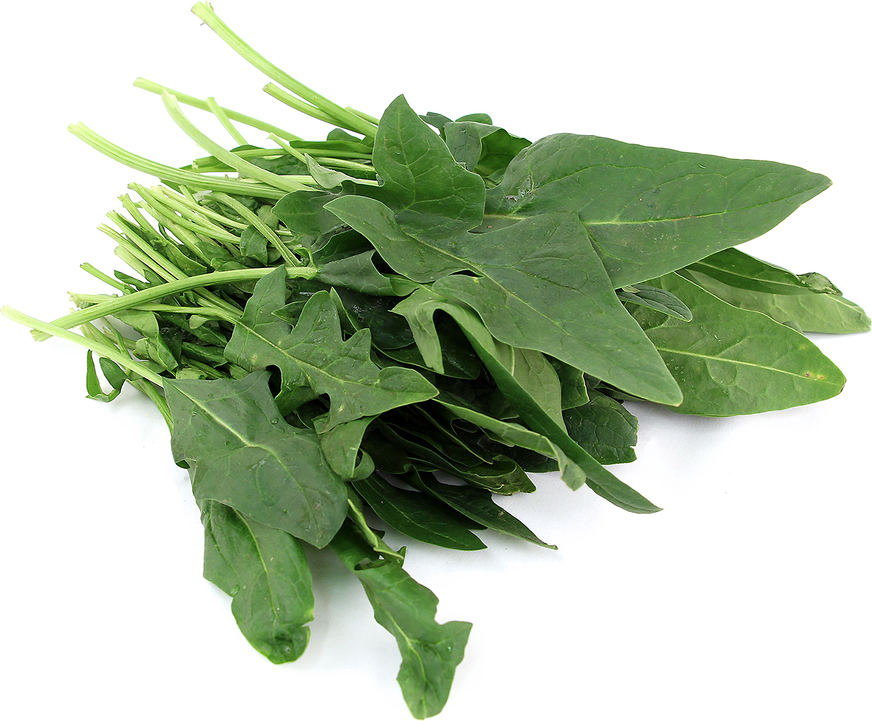 spinach-information-and-facts