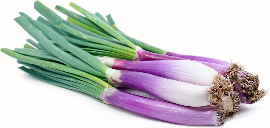 Red Calcot Onions picture