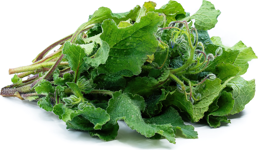 Borage Leaves picture