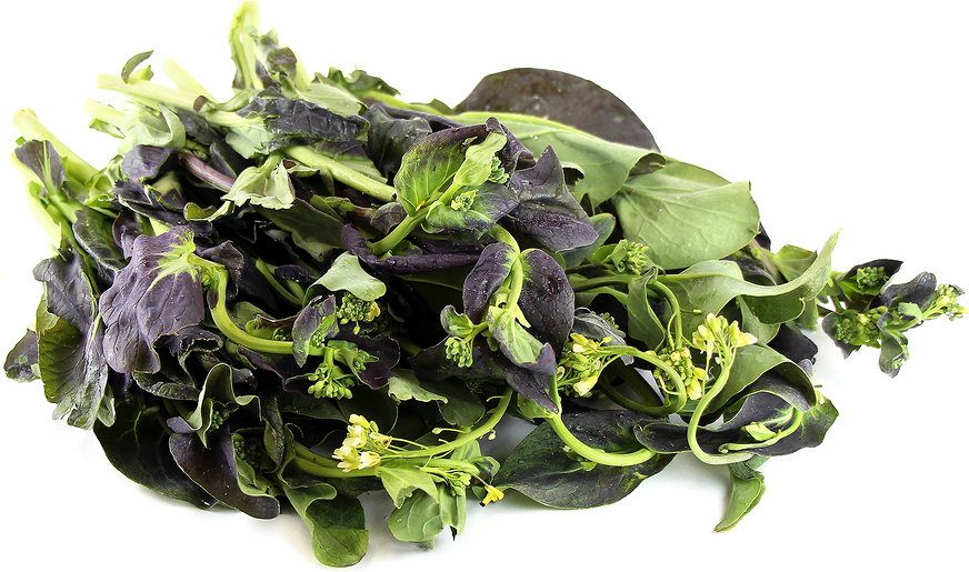 Purple Rapini picture