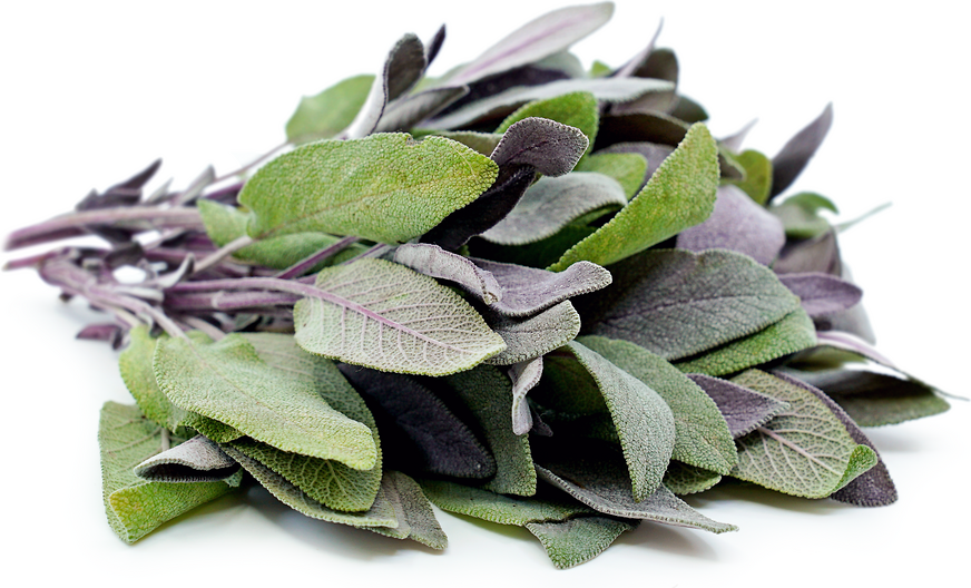 purple-sage-information-recipes-and-facts