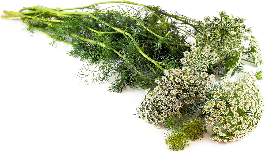 Wild Carrot (Queen Anne's Lace) picture