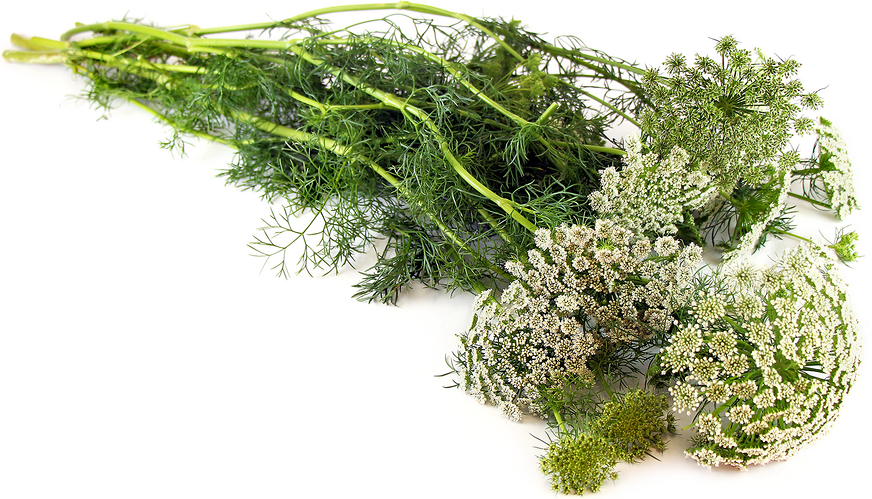 Wild Carrot (Queen Annes Lace) picture