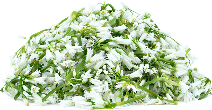 Wild Onion Flowers Information and Facts