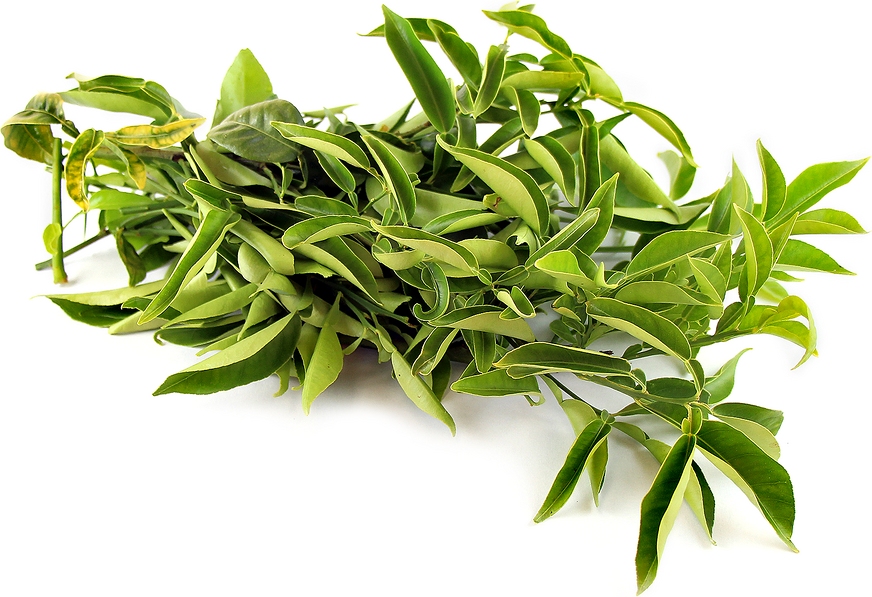 Yuzu Lime Leaves picture