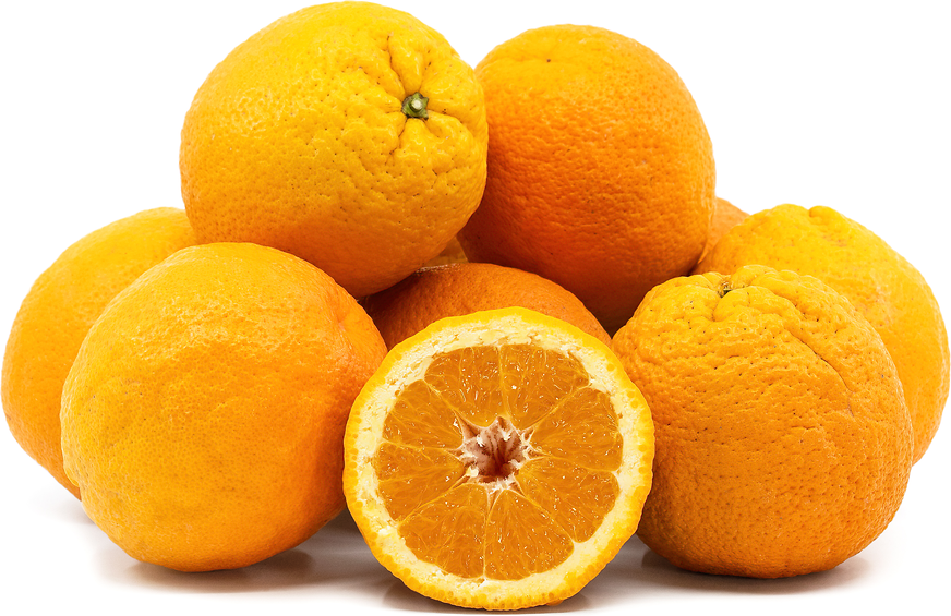 Valencia Oranges picture