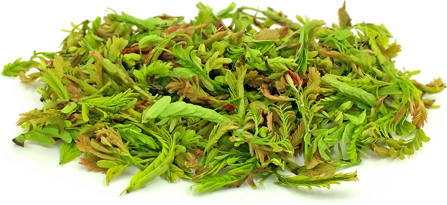 Tamarind Leaves picture