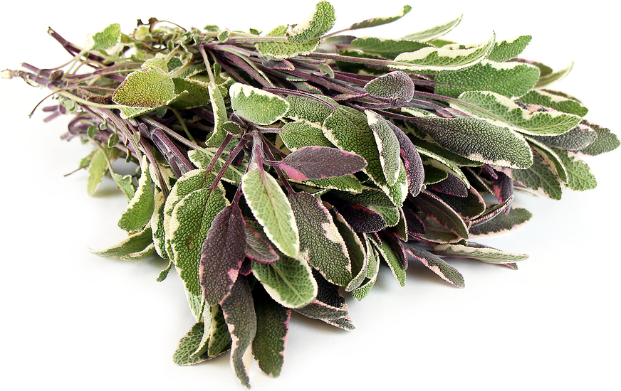 Tricolor Sage picture