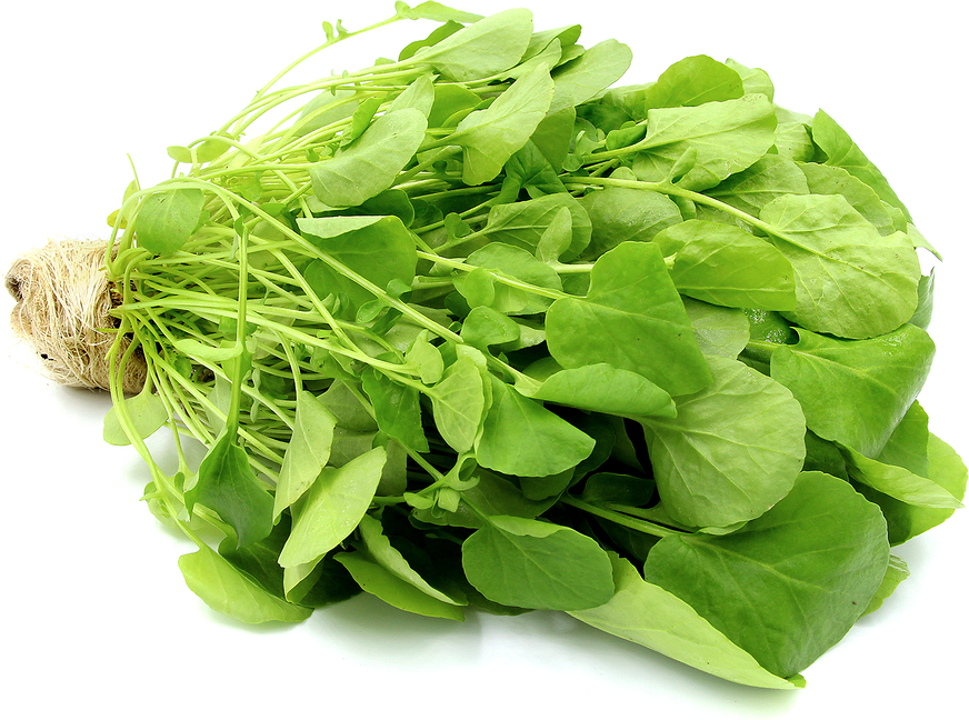 Land Cress (Barbarea verna) organic, The Delicious, Vegetables