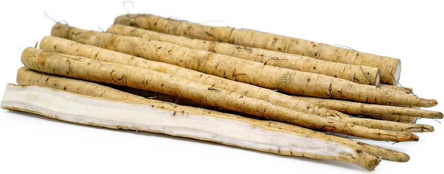 Burdock Root