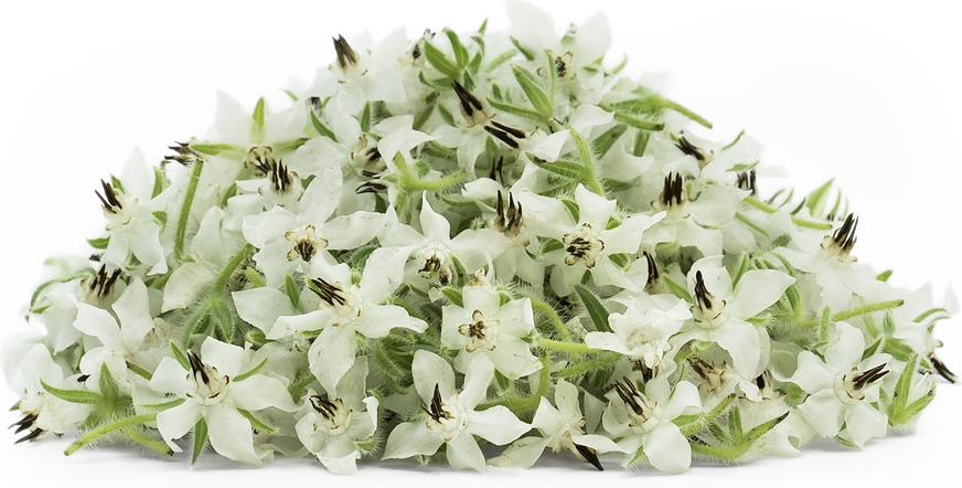 White Borage Flowers picture