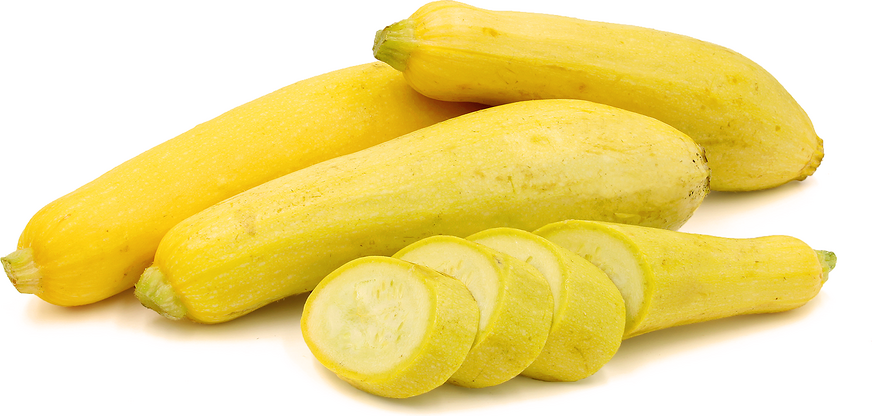 Yellow Straightneck Squash Information and Facts