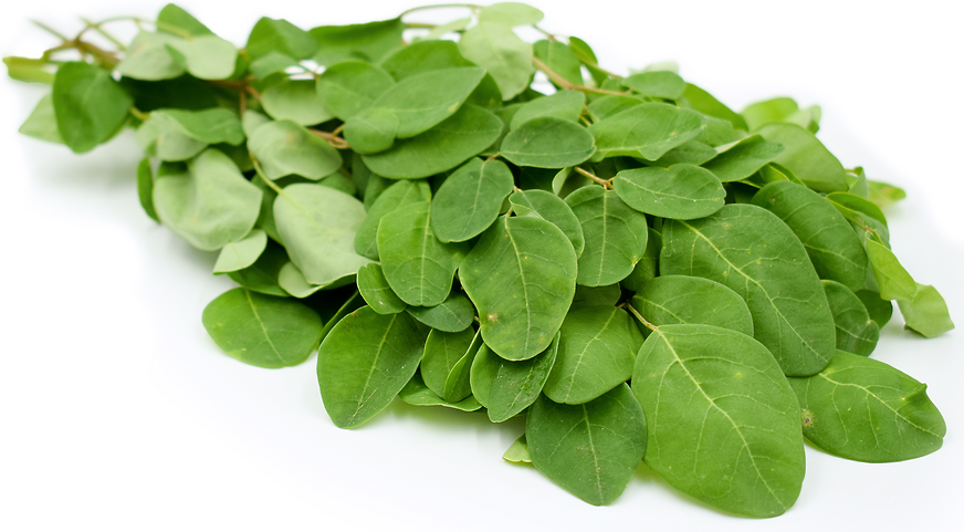 Moringa Leaves picture