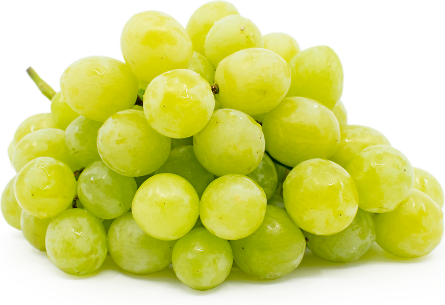 Valley Pearl Grapes Information and Facts