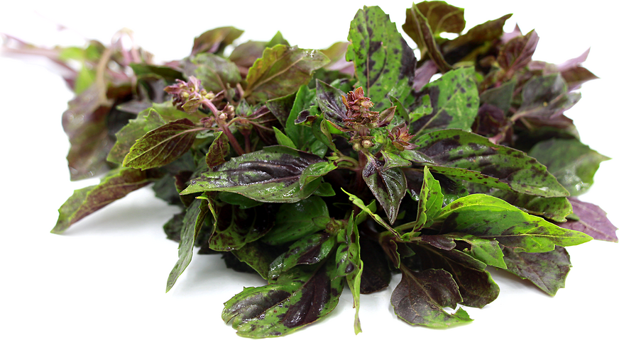 Ararat Basil picture