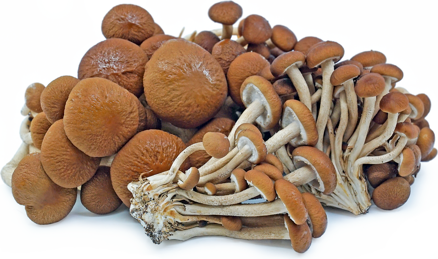 Velvet Pioppini Mushrooms picture