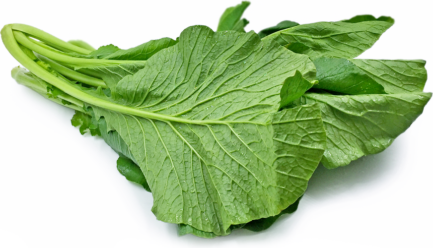 Indian Lettuce Information and Facts