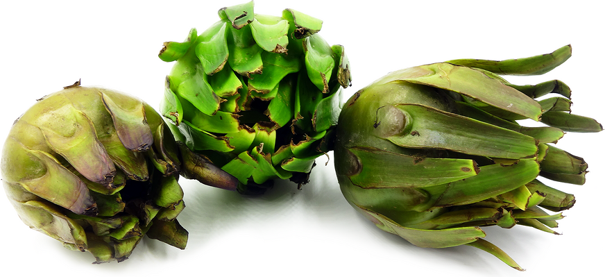 Water Lily Fruit picture