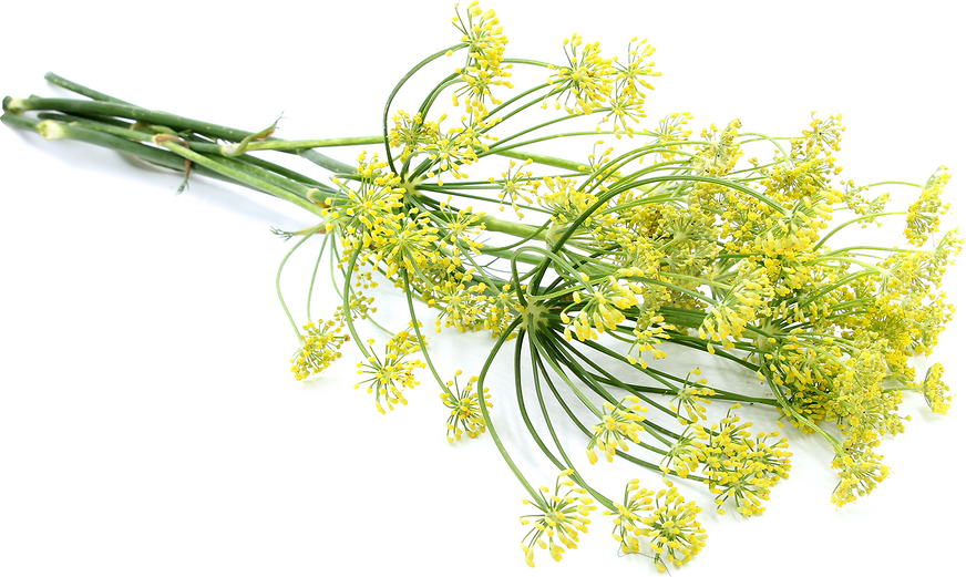 Fennel Flowers picture