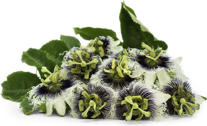 Featured image of post Steps to Make Passion Fruit Flower Fun Facts