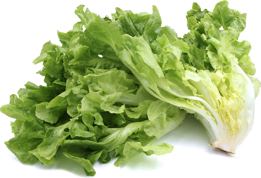 Escarole picture