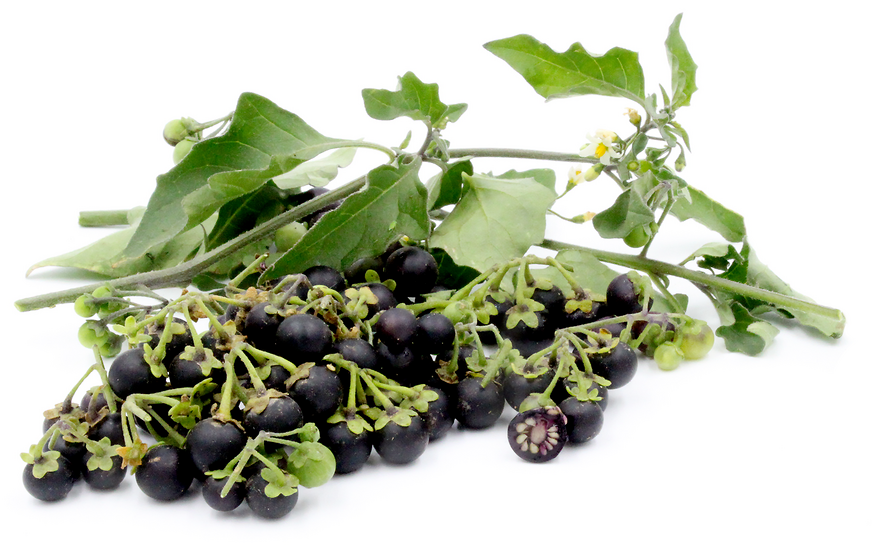 Black Nightshade Berries picture
