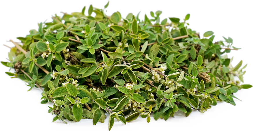 Mexican Oregano picture