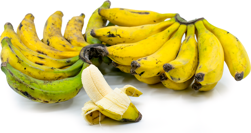 Brazilian Dwarf Bananas picture