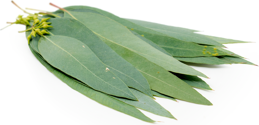 varieties eucalyptus foliage