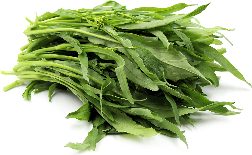 Olive Leaf Rapini picture