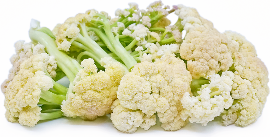 Sprouting White Cauliflower picture