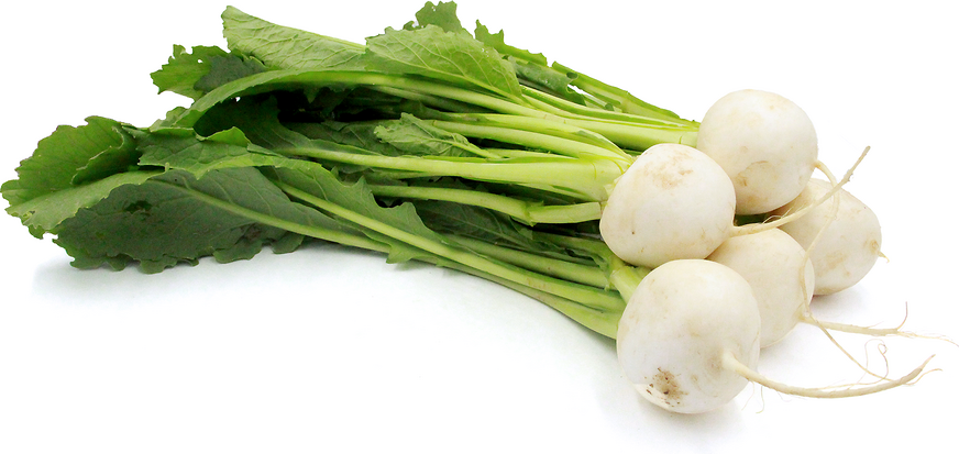 Japanese Turnips picture