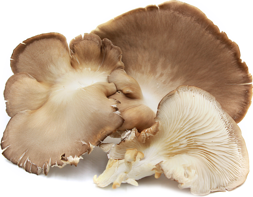 Phoenix Tail Oyster Mushroom picture