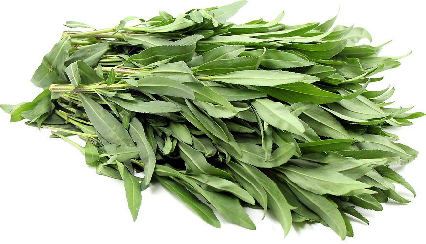 Texas Tarragon picture