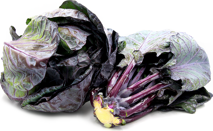 Purple Brussels Sprouts Leaves Information and Facts