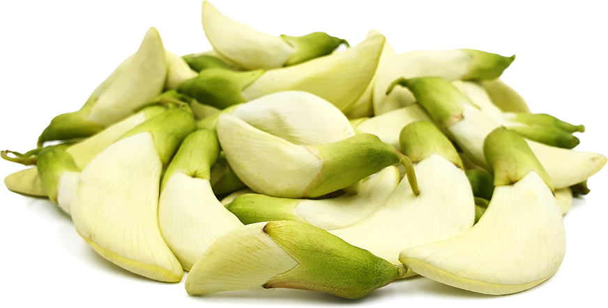 White Sesbania Flowers picture