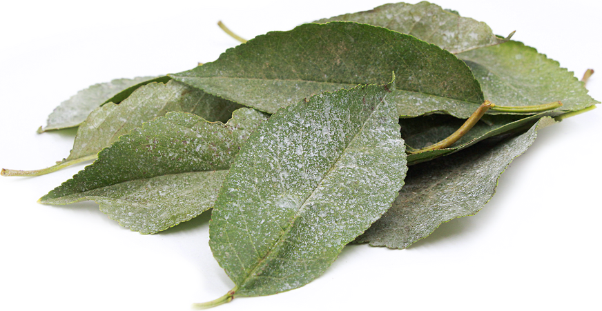 Sour Cherry Leaves picture