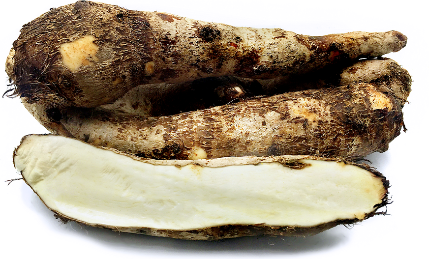 White Yautia Root picture