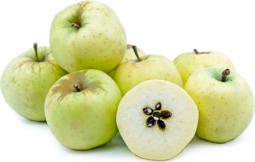 Malus domestica 'Granny Smith' (Semi-Dwarf Apple)