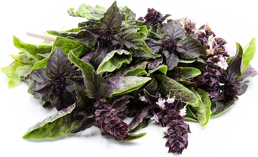 Red Lettuce Basil picture